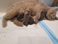 Net na de geboorte met nog 4 kittens